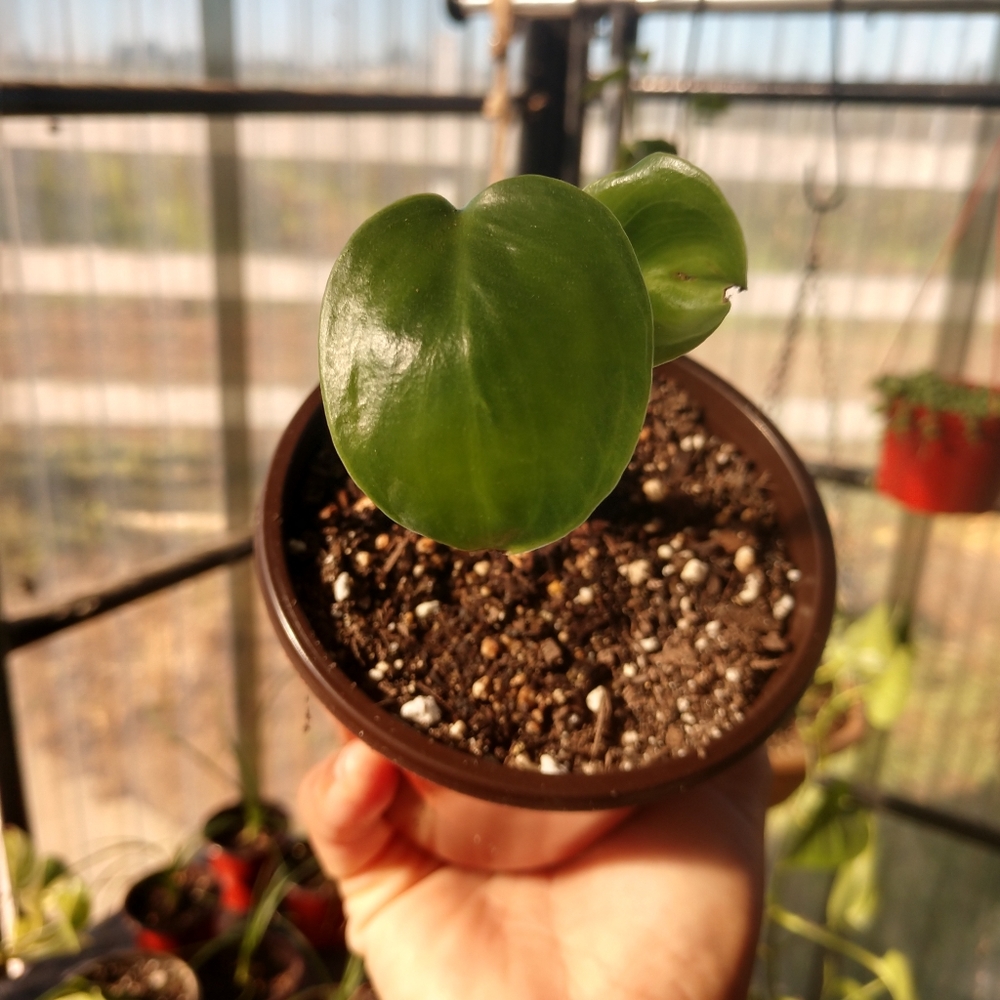 Plant 🌱(baby monstera deliciosa)